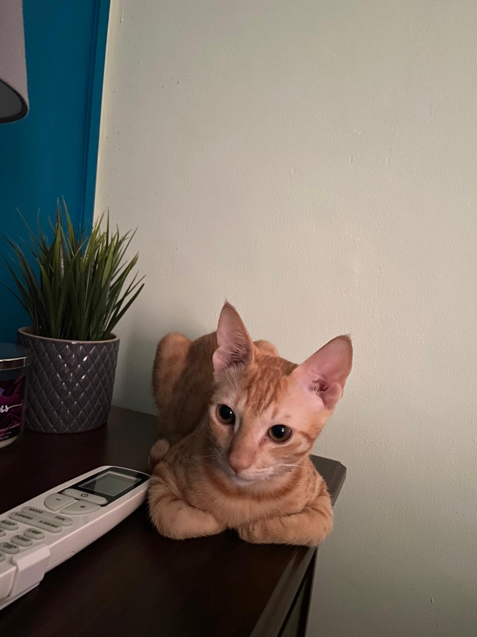 bc327add-da56-1b0f-bfe7-9f59e5cfb6d2